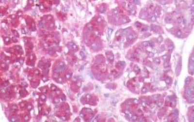 Immunohistochemistry-Paraffin: EIG121 Antibody [NBP3-14303] - Human Pancreas: Formalin-Fixed, Paraffin-Embedded (FFPE)